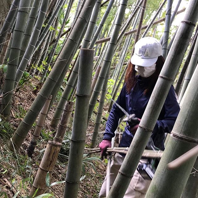earthdaynikko2018 《デコ組》竹を取りテントを作る#earthdaynikko2018  #アースデイ日光 #デコ組 #竹取り - from Instagram